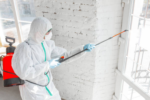 Best Environmental Consulting for Mold Prevention in Lopezville, TX