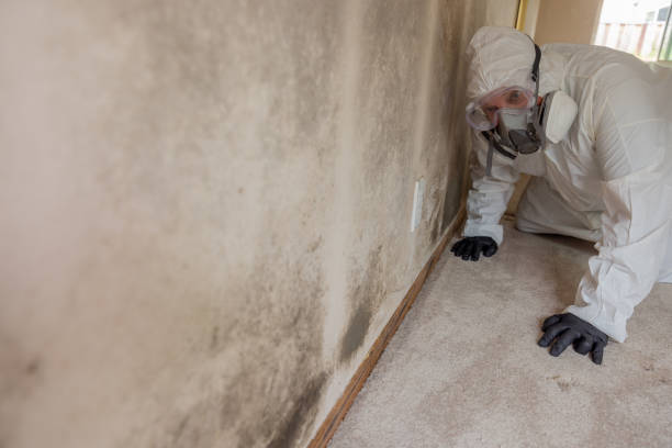 Lopezville, TX Mold Removal Company